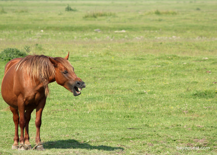 Horse Sounds in Words