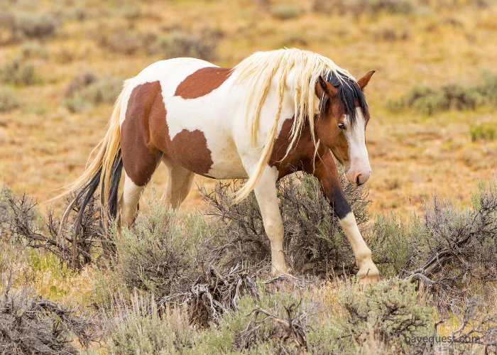 Mustang Horse Names