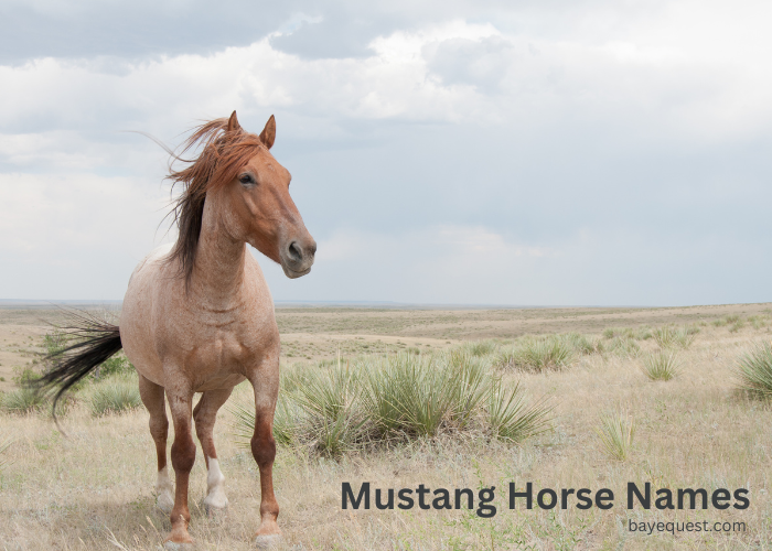 Mustang Horse Names