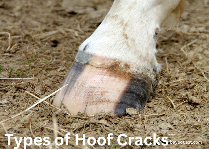 9 Common Types of Hoof Cracks: Causes,Treatment,Prevention