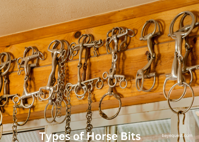 Types of Horse Bits