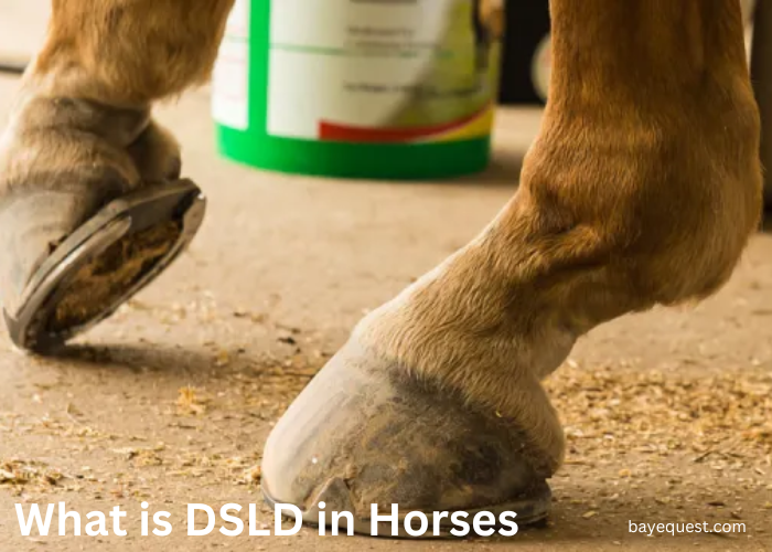 What is DSLD in Horses