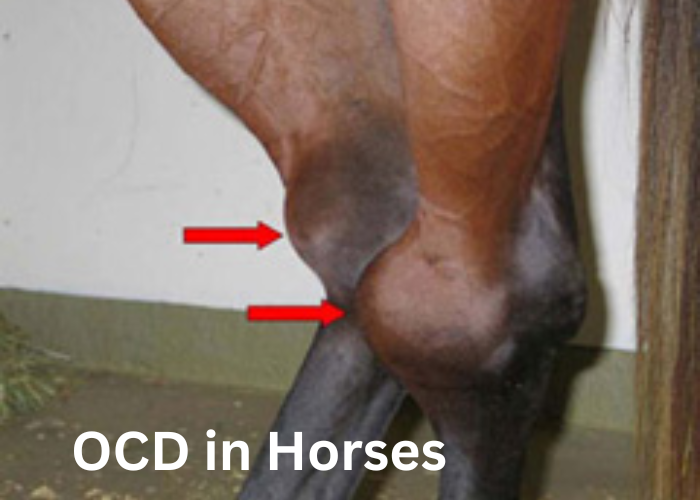 What is OCD in Horses