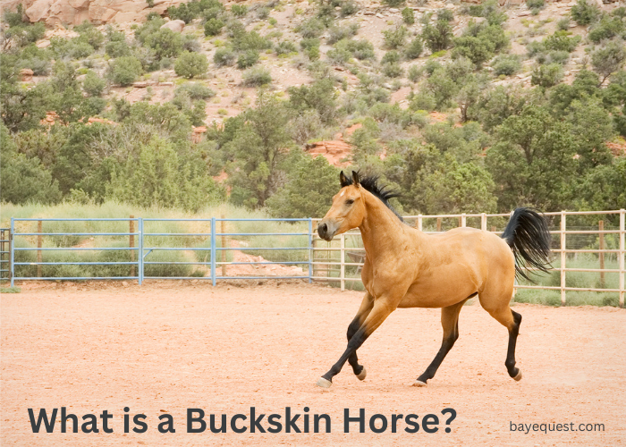 What is a Buckskin Horse