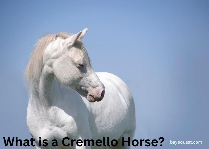 What is a Cremello Horse