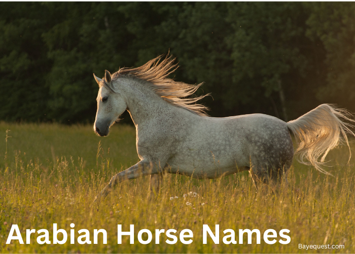 Arabian Horse Names