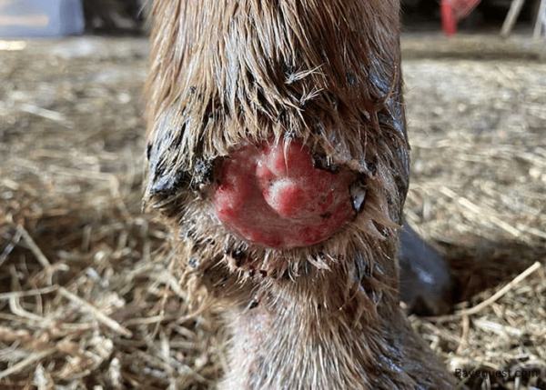 What is Proud Flesh on a Horse? Causes, Signs, and Treatment