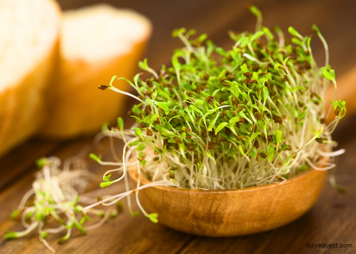 Do Alfalfa Pellets Need to be Soaked