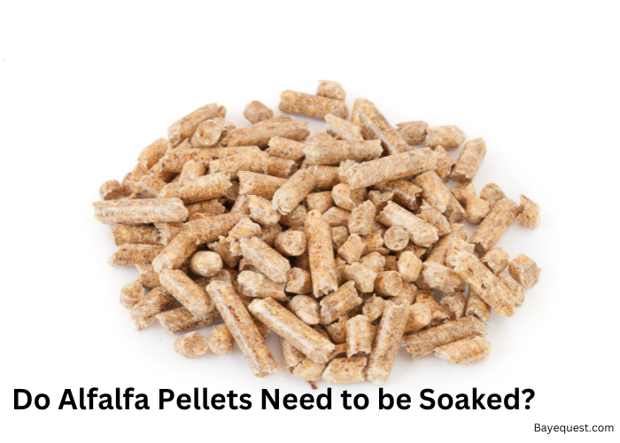 Do Alfalfa Pellets Need to be Soaked