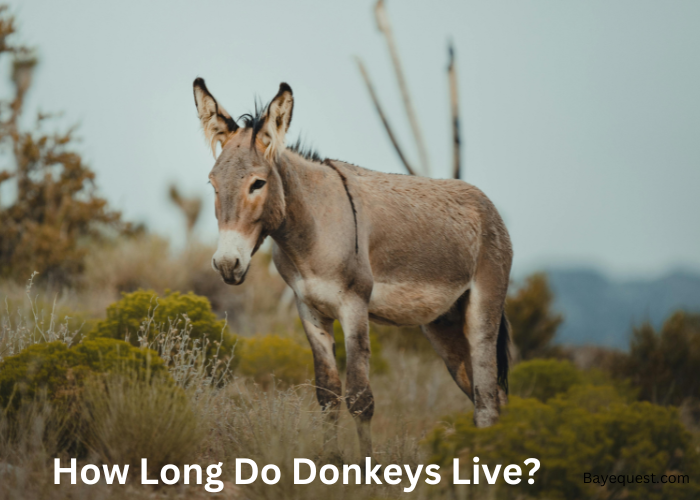 How Long Do Donkeys Live