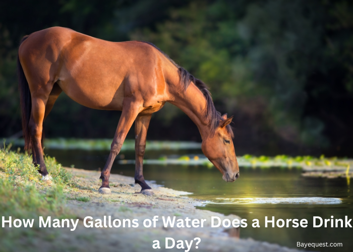 How Many Gallons of Water Does a Horse Drink a Day