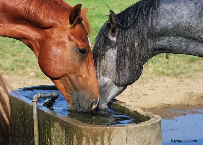 How Many Gallons of Water Does a Horse Drink a Day