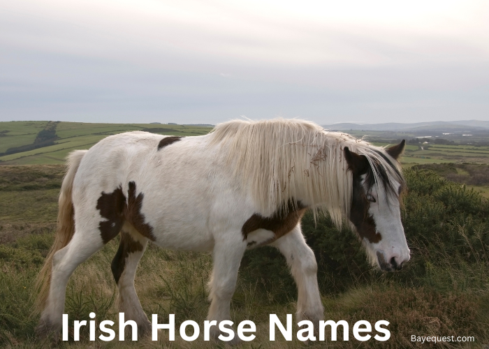 Irish Horse Names