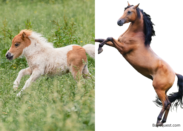 Pony Vs Horse