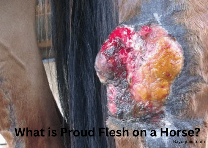 What is Proud Flesh on a Horse