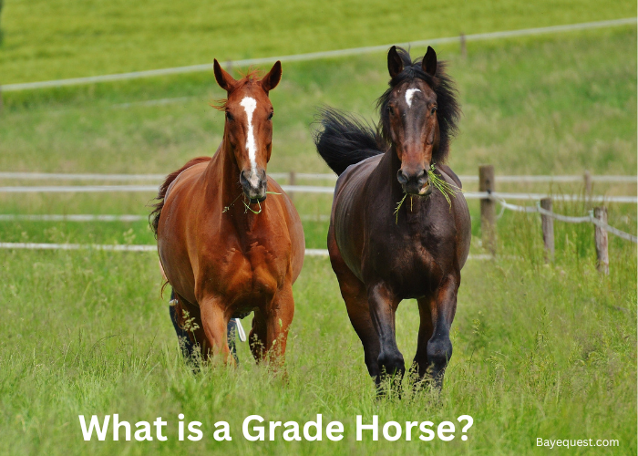 What is a Grade Horse