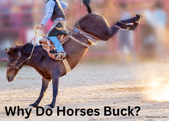 Why Do Horses Buck