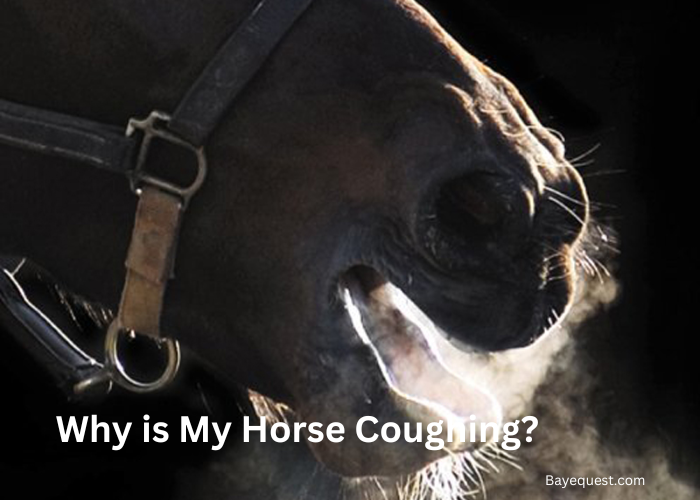 Why is My Horse Coughing