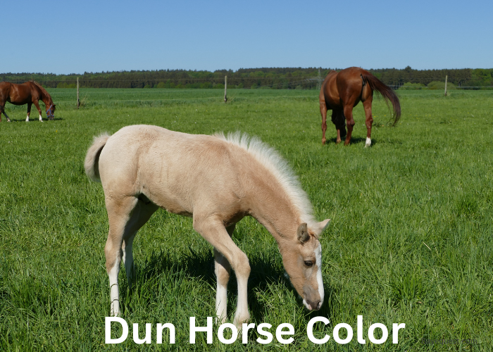 Dun Horse Color