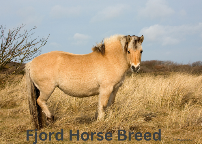  Fjord Horse Breed