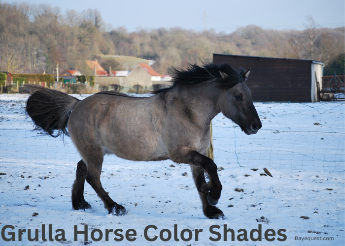 Grulla Horse Color Shades