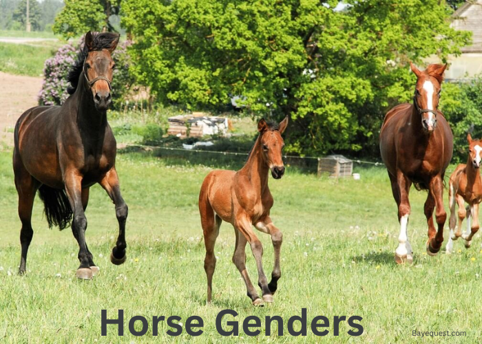 Horse Genders