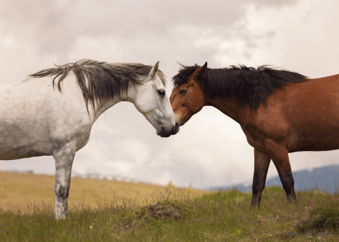 Male and Female Horse