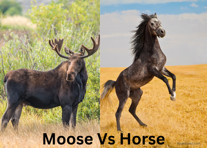 Moose Vs Horse