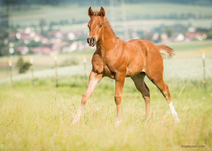 Quarter Horse Lifespan