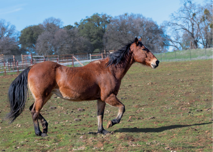 Siearra Horse