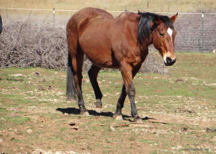 Sierra - The Horse That Saved a Life