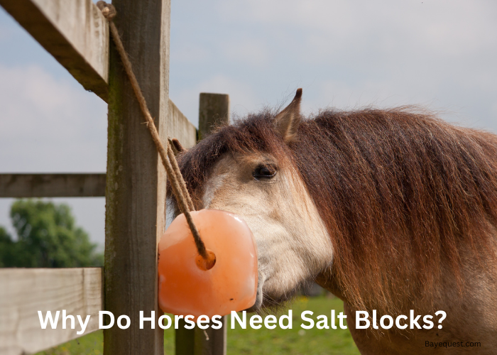 Why Do Horses Need Salt Blocks