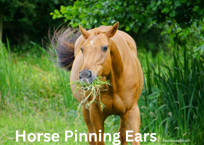 Horse Pinning Ears