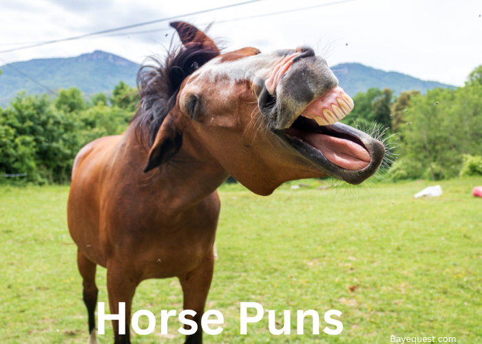 Horse Puns