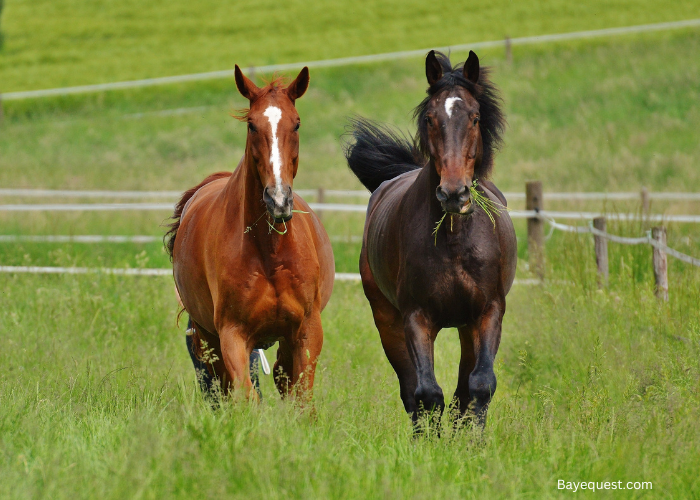 Symbolism of Horses