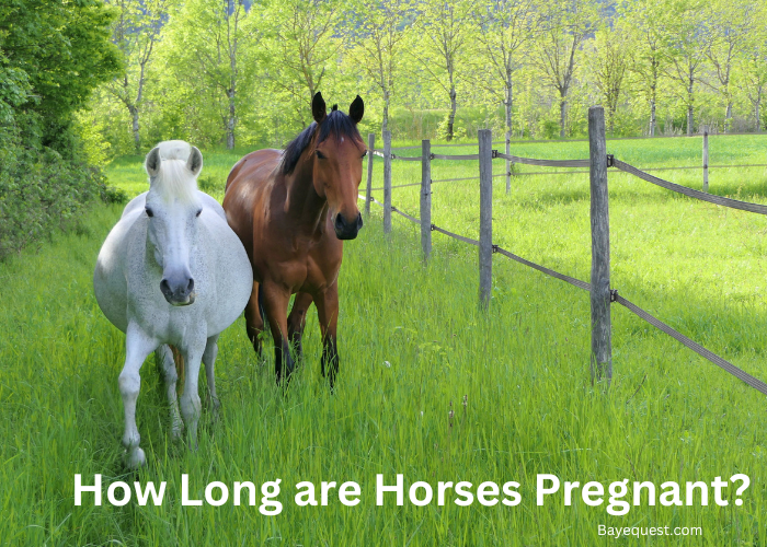 How Long are Horses Pregnant?