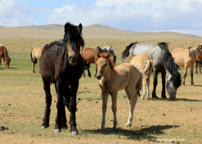 Mongolian Horse Breeds