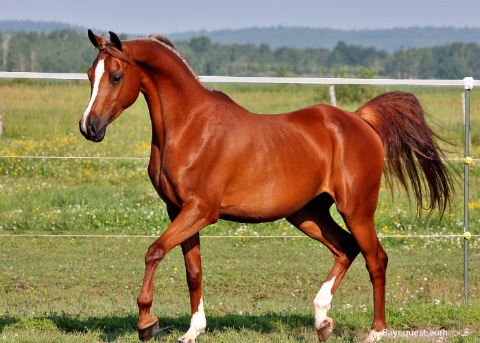 Stallion Vs Gelding: Which One is Better?