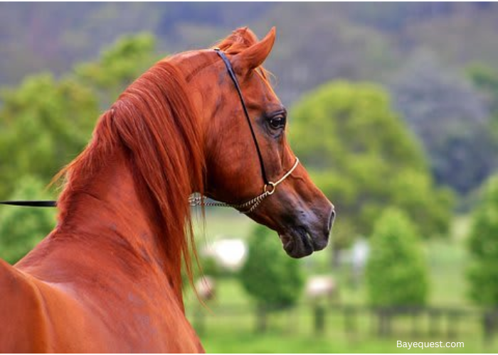 Red Horse Names