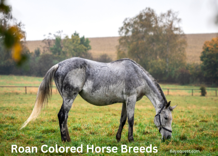 Roan Colored Horse Breeds