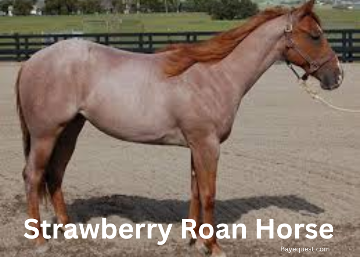 Strawberry Roan Horse