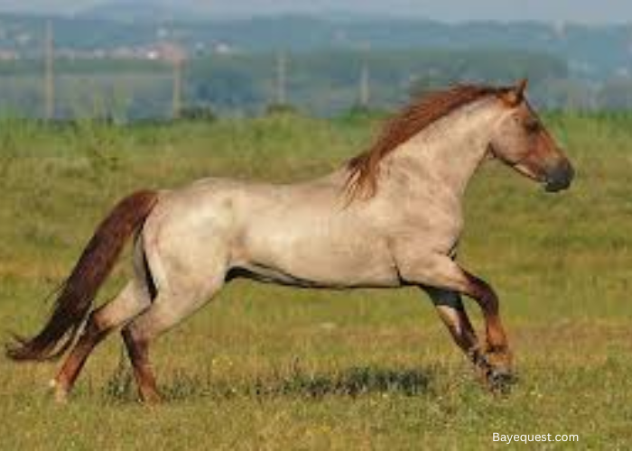 Strawberry Roan Horse