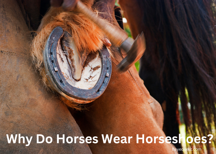 Why Do Horses Wear Horseshoes