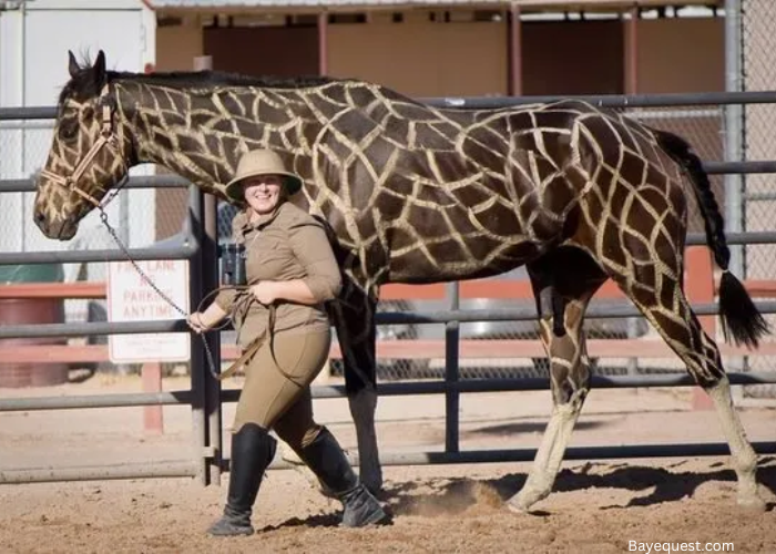 Horse Halloween Costumes