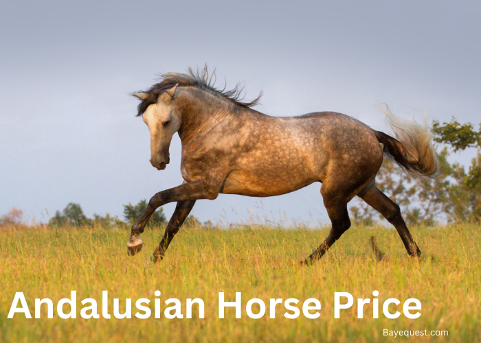 Andalusian Horse Price