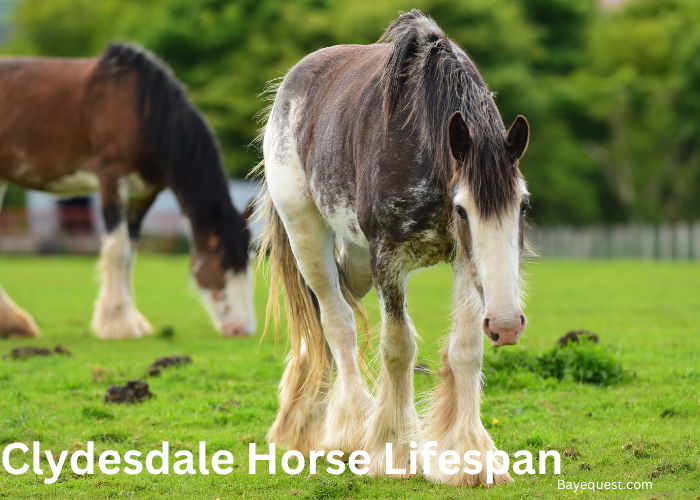 Clydesdale Horse Lifespan