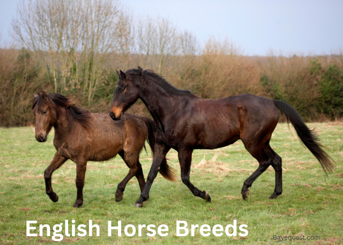 English Horse Breeds