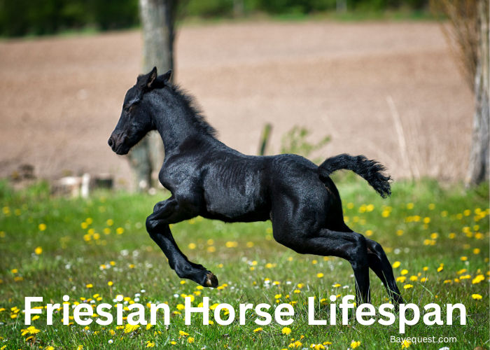 Friesian Horse Lifespan