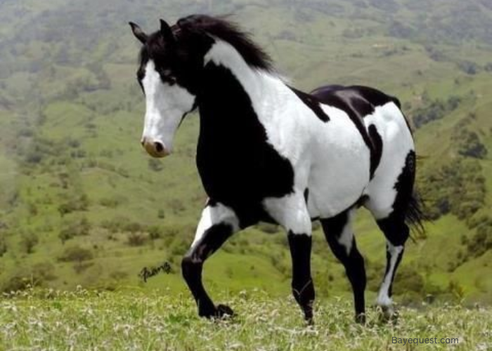 Piebald Horse