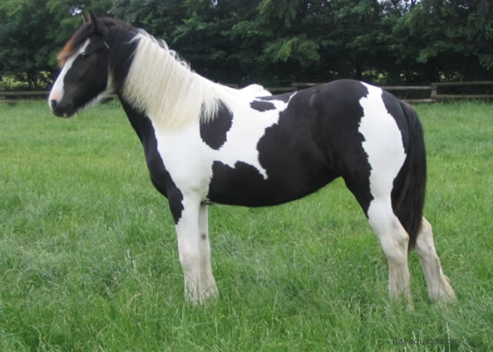 Piebald Horse